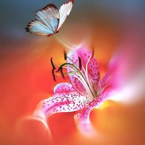 Meet your Posher, Flor